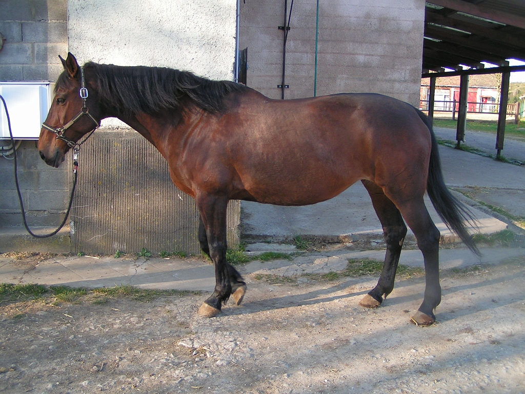 Diva photos- chevaux etrier 071.jpg